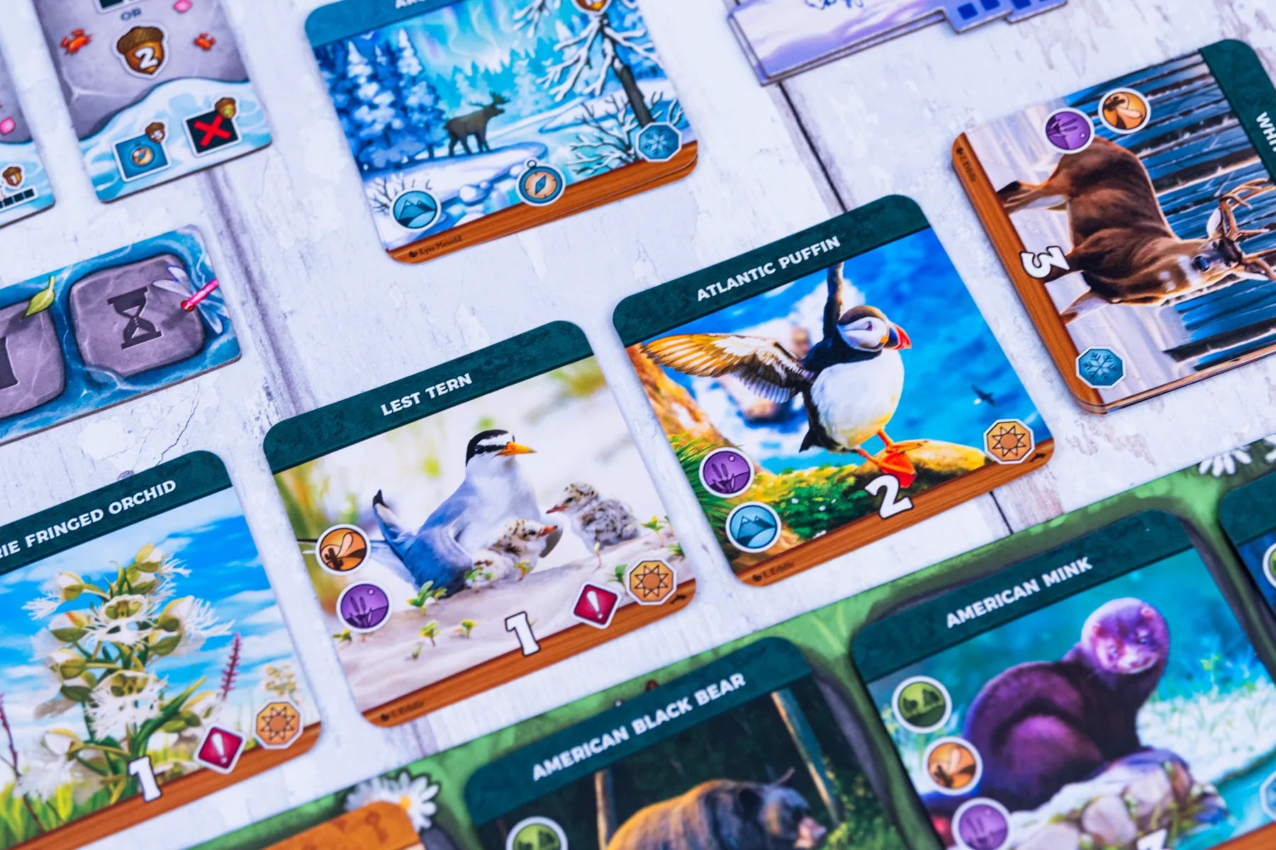 Collection of animal-themed cards on a white surface