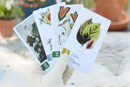 botany board game cards