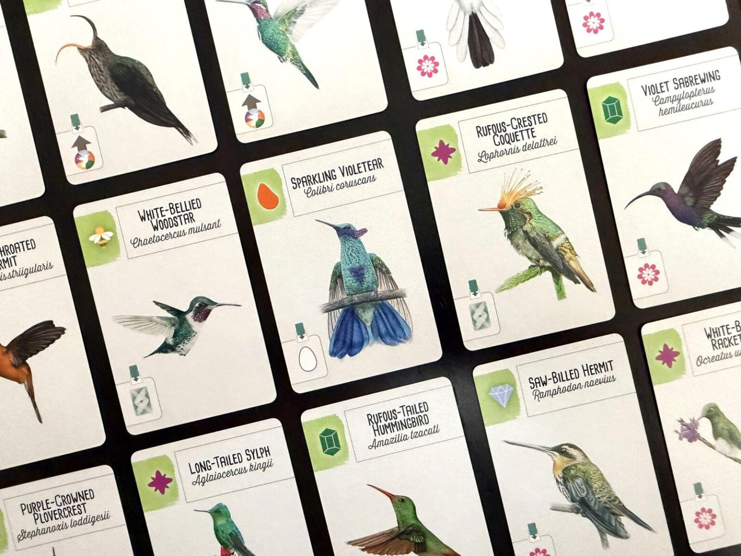 Collection of cards featuring illustrations of various hummingbirds with descriptive text.