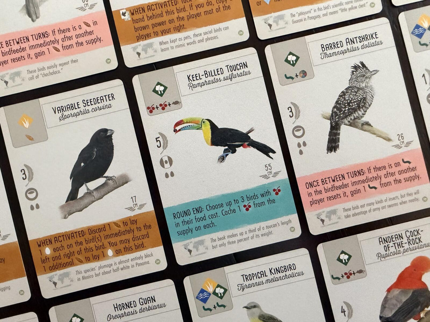 Collection of bird-themed cards with various species on a black background